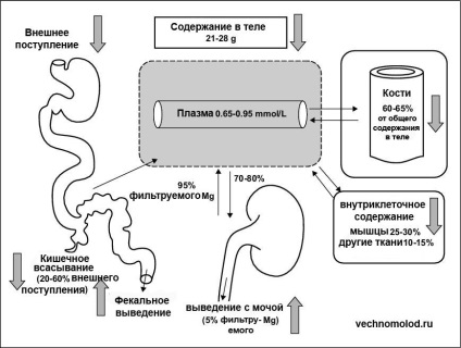 Lipsa de magneziu în organism, cum să eliminați și cât de util este