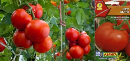 Noi soiuri de tomate (descriere și comparație) descrierea soiurilor