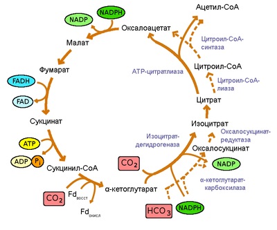 metabolism