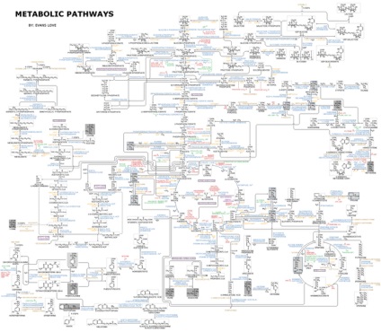 metabolism