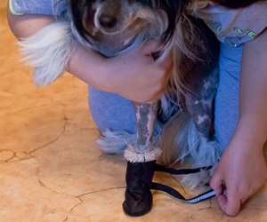 Pantofi chinezi cristalini - pantofi chinezesc tricotat - pantofi confortabili pentru câini