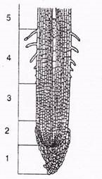 Explicați semnificația apariției fotosintezei în evoluția vieții pe pământ - stadopedia