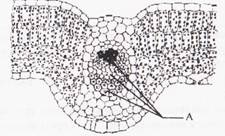 Explicați semnificația apariției fotosintezei în evoluția vieții pe pământ - stadopedia