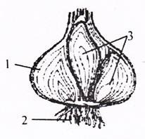 Explicați semnificația apariției fotosintezei în evoluția vieții pe pământ - stadopedia