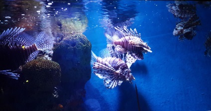 Oceanarium lume Siam ocean în Bangkok - pacif, viața post-rusă în Asia