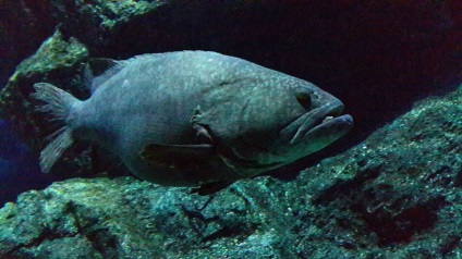 Oceanarium lume Siam ocean în Bangkok - pacif, viața post-rusă în Asia