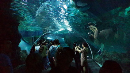 Oceanarium lume Siam ocean în Bangkok - pacif, viața post-rusă în Asia