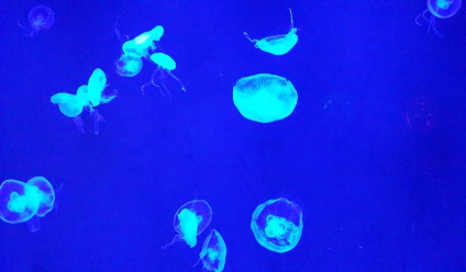 Oceanarium lume Siam ocean în Bangkok - pacif, viața post-rusă în Asia