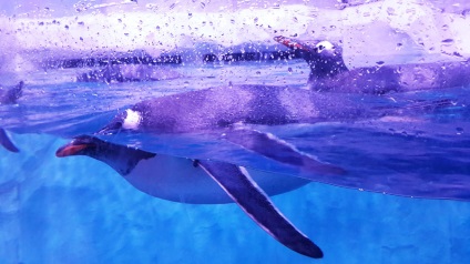 Oceanarium siam óceán világ Bangkokban - csillapítani, az orosz életet Ázsiában