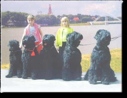 Az orosz fekete terrier fajtájáról - történelem, gondozás, szabvány