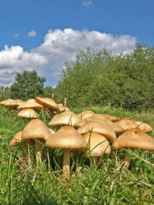 Ciuperci de ciuperci care cresc pe teren cu fotografii ale ciupercilor unice și ale omologilor lor otrăviți