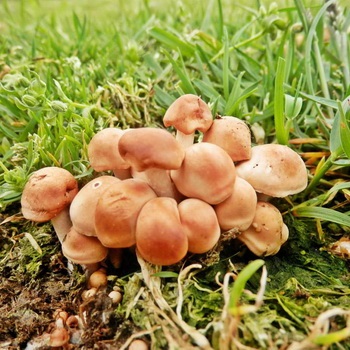 Ciuperci de ciuperci care cresc pe teren cu fotografii ale ciupercilor unice și ale omologilor lor otrăviți