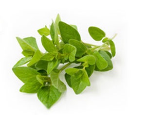 Oregano (oregano)