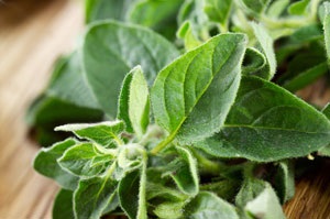 Oregano (oregano)