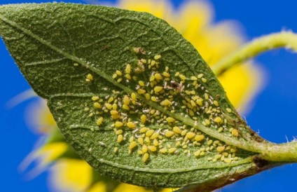 Principalii dăunători ai floarea-soarelui, cum să protejeze planta de insecte dăunătoare