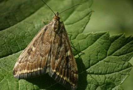 Principalii dăunători ai floarea-soarelui, cum să protejeze planta de insecte dăunătoare