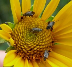 Principalii dăunători ai floarea-soarelui, cum să protejeze planta de insecte dăunătoare