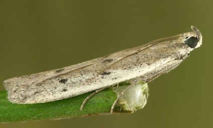 Principalii dăunători ai floarea-soarelui, cum să protejeze planta de insecte dăunătoare