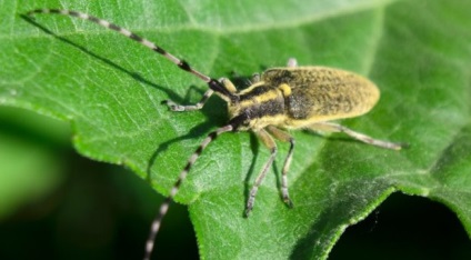 Principalii dăunători ai floarea-soarelui, cum să protejeze planta de insecte dăunătoare