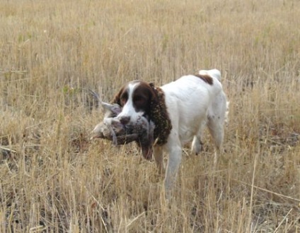 Quail vânătoare fără câine