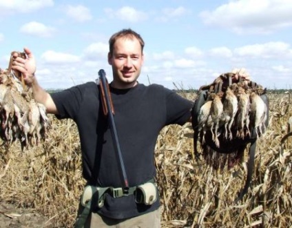 Quail vânătoare fără câine