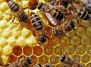 Albine - cosmetice! Tratamentul mierii de boli de piele, medicina tradițională