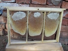 Méhészet a technika viasz jellegzetességei nélkül