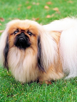 Pekingese la fotografie acasă a rasei de câine, descriere, istorie și caracteristici ale Pekingese