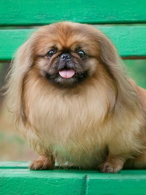 Pekingese la fotografie acasă a rasei de câine, descriere, istorie și caracteristici ale Pekingese
