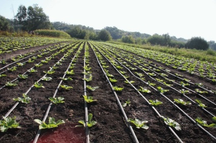 Pepin de varza pentru calorii pierdere in greutate, sfaturi, retete