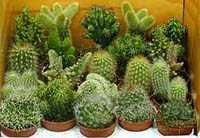 Transplantul de cacti - cacti (suculente) - natura si animalele