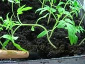 Transplantul de tomate