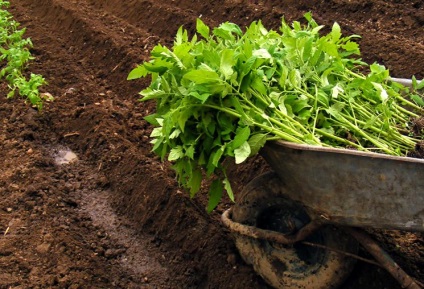 Decaparea răsadurilor de tomate - când și cum să transplantă răsadurile tinere de tomate