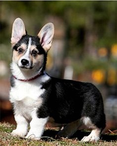 Căsătoria de welsh corgi pembroke în moscow - crescători de câini și cățeluși de corgi galeză