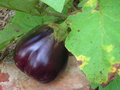 De ce vine vinetele slab în sol deschis