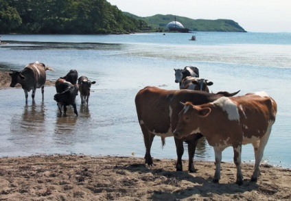 Peninsula Gamow, Knight, Sidemi, jurnalul de bord din Vladivostok