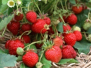 Încărcarea căpșunilor cu semințe este cea mai bună metodă de a produce produse de patiserie