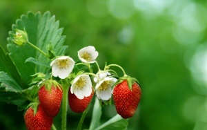 Încărcarea căpșunilor cu semințe este cea mai bună metodă de a produce produse de patiserie