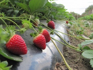 Încărcarea căpșunilor cu semințe este cea mai bună metodă de a produce produse de patiserie