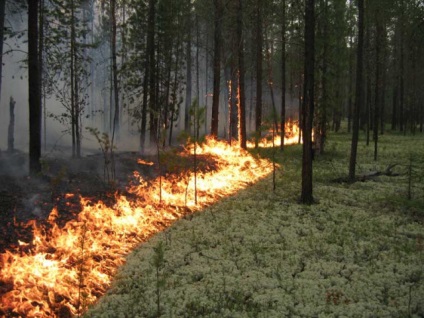 Foc în pădure