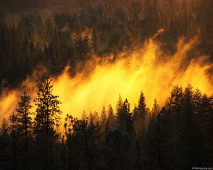 Foc în pădure