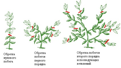 Formarea corectă a coroanei - cultivarea citricelor