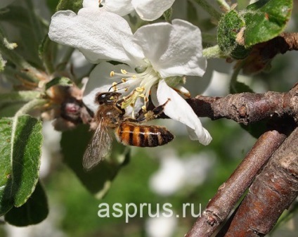 Motivele pentru căderea timpurie a fructelor de mere, mere