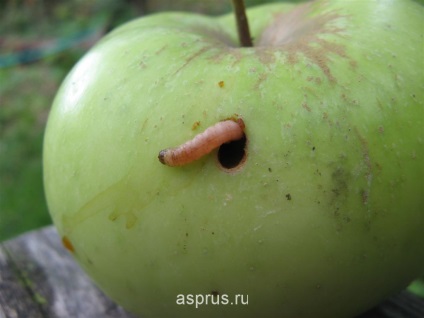 Motivele pentru căderea timpurie a fructelor de mere, mere