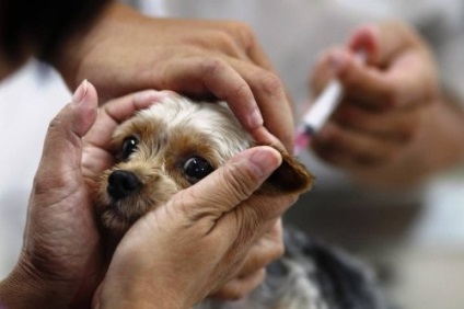 Vaccinări pentru câini, yorkshire, yorkshire terrier - sfaturi pentru îngrijire