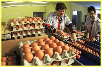 Vânzarea de ouă de pui ca proprietar de afaceri