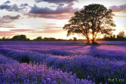 Provence, Franciaország