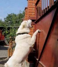 Az ázsiai és kaukázusi származású kutyák nagy fajtájú fajtáinak munkaképességének ellenőrzése