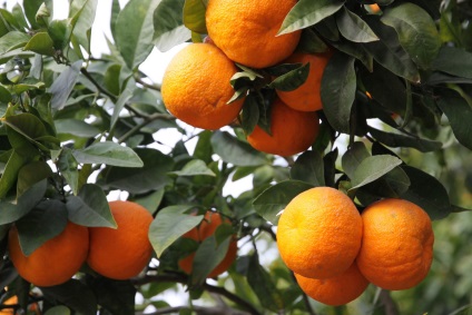 Cinci fapte din viata de portocale - toate sare - culinar culturism olga blog
