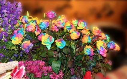 Rainbow rose (trandafir curcubeu) - trandafir de culoare curcubeu